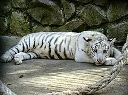 Tiger-Yulia
