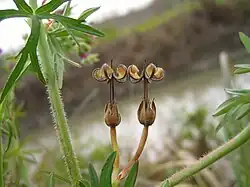 Geranium dissectum