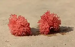 Air-breathing organ of Walking Catfish