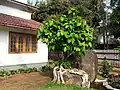 Ficus arnottiana can be see taking root on a rock