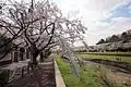 Promenade along the Nogawa River (野川)