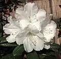 Rhododendron hyperythrum at Kyoto Botanical Garden, Japan
