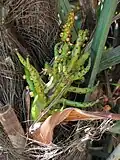 Bracts (Buds are edible).