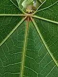 Glands and veins