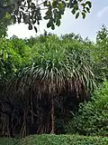 Growth habit