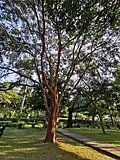 U. parvifolia, Taiwan (2021)