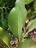 Veins on the underside of leaf.