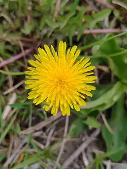 Flower in bloom