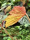 Back of leaf in sunlight