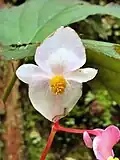 The male flower has 4 tepals, and the female flower has 5 tepals.