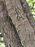 Cracked bark shape