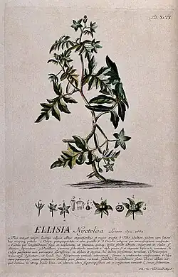 Ellisia nyctelea