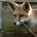 fox