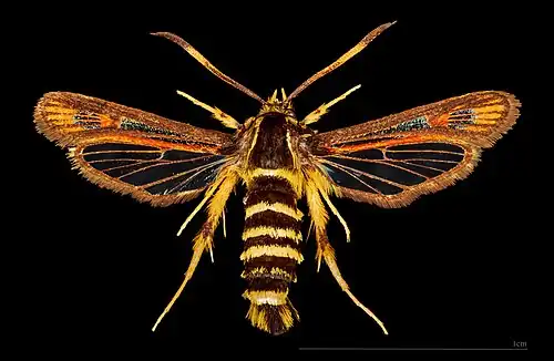 ♂