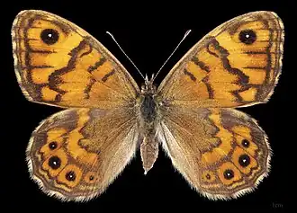 ♀