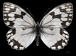 Melanargia lachesis ♂