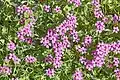 Oxalis articulata Savign. subsp. rubra (A.St.-Hil.)