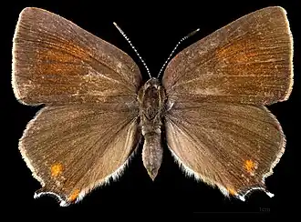 Satyrium spini ♂