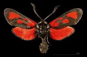 ♀