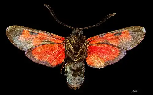♂ △