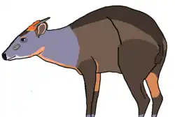 Drawing of bovid