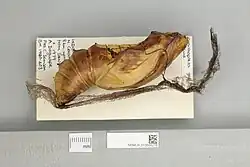 Ornithoptera goliath procus, pupa lateral view