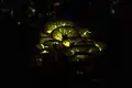 Displaying bioluminescence