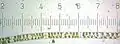 Spirogyra (Each numbered tick = 122&nbsp;μm)