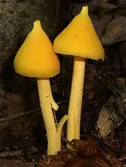 Entoloma murrayi, USA