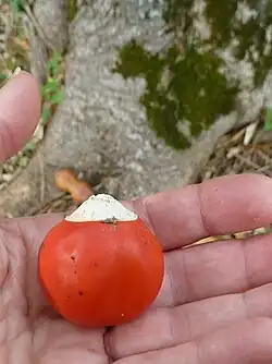 Seed