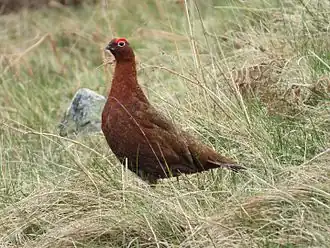 Red grouse