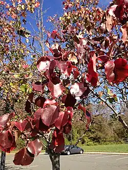 Autumn color