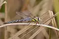 Aeshna mixta