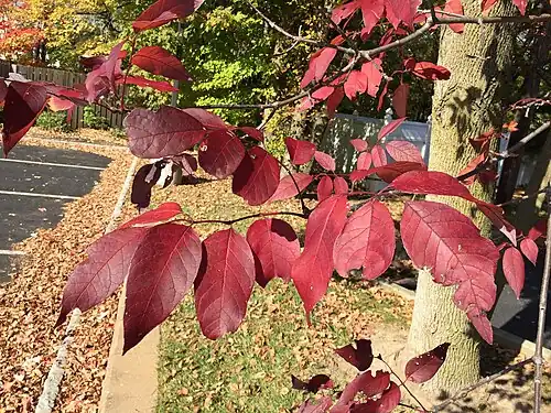 Autumn foliage