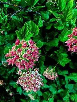Flowers and leaves
