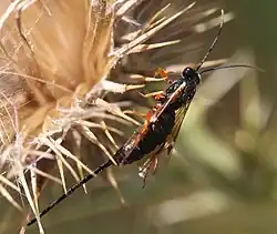 Exeristes roborator