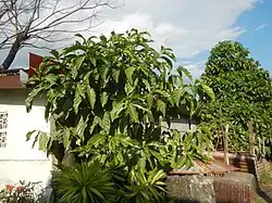 Residential habit