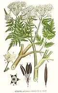 Myrrhis odorata (L.) Scop.