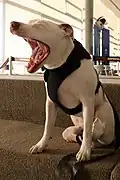 Sansão yawning