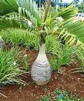 Young plant