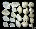 Foraminifera of Pag Island, Adriatic Sea -60 m, field width 5.5&nbsp;mm