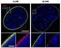 Comparison confocal microscopy&nbsp;– 3D-SIM