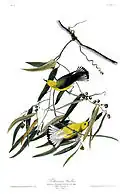 Painting by John James Audubon