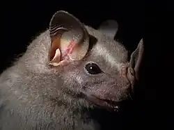 Brown bat