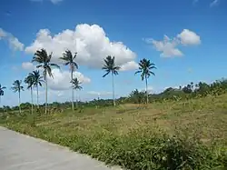 Coconut trees