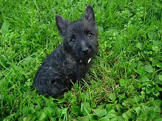 A nine-week-old puppy