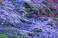 Patch of Thymus caespititius with Daboecia azorica in background, Pico Island