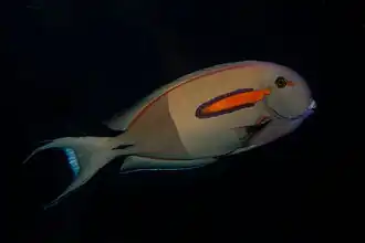 Orangespot surgeonfish, Acanthurus olivaceus