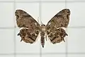 Dorsal surface