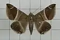 Bastilla analis